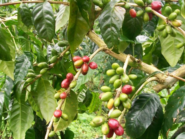 Coffee-Cherry-Boana-Nawaeb-District-Morobe-Province-PNG-August-2009